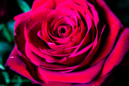 Beautiful red rose close up, shallow depth of field.の写真素材