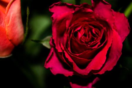 Close up of a red rose on a dark background. Selective focus.の写真素材