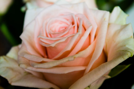 close up of a pink rose in a bridal bouquet.の写真素材