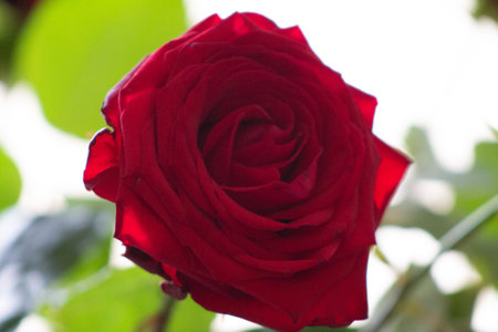 red rose in a vase on a background of green leaves.の写真素材