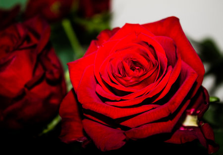 Beautiful red rose on a dark background. Close up.の写真素材