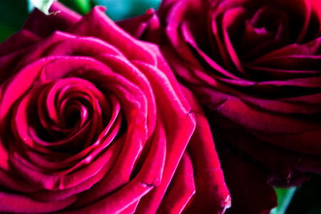 Close up of red rose petals, shallow depth of field.の写真素材