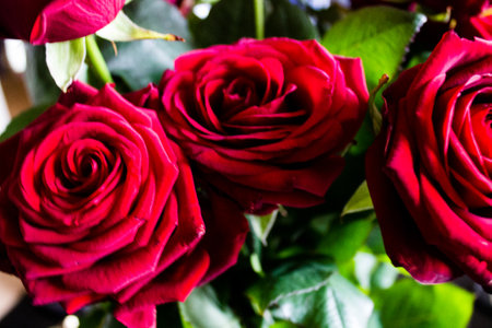 Red rose background. Close up of red roses in a bouquet.の写真素材