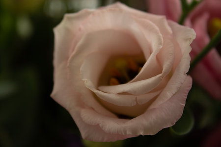 close up of pink rose in a bridal bouquet, shallow depth of fieldの写真素材
