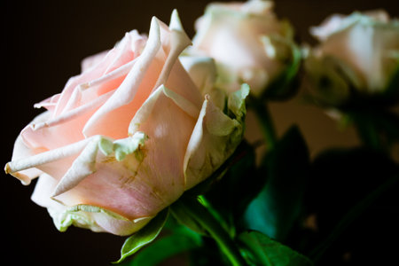 Beautiful pink roses on a dark background. Shallow depth-of-field.の写真素材