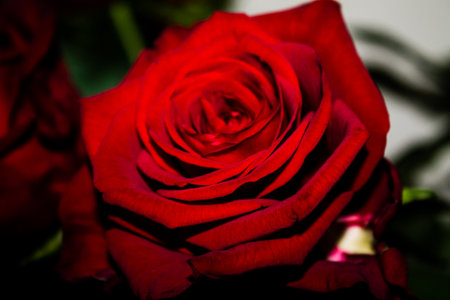 Close up of red rose flower with shallow depth of field. Shallow depth-of-field.の写真素材