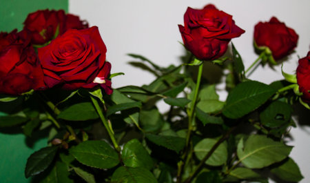 Red roses in a vase on a white background close-upの写真素材