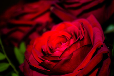 Beautiful red roses close up macro photo. Natural background.の写真素材