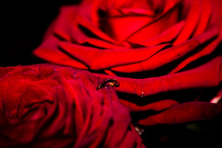 close up of red rose with water drops on petals, shallow depth of fieldの写真素材
