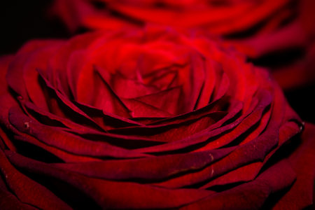 Beautiful red rose close-up macro photo with shallow depth of fieldの写真素材