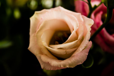 close up of pink rose in a bouquet, shallow depth of fieldの写真素材