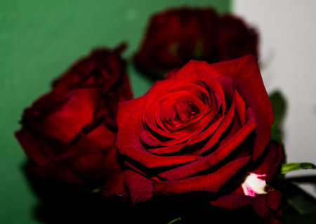 Beautiful red roses on a green background. Shallow depth-of-field.の写真素材