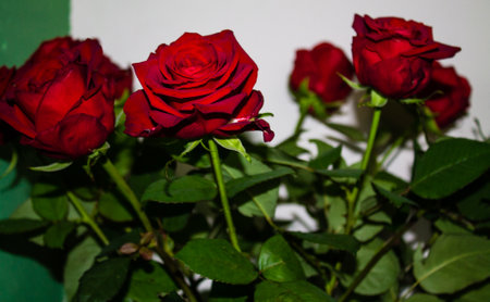 Red roses on a white background. Close up, selective focus.の写真素材