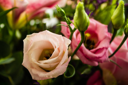 bouquet of pink and white eustoma flowers, close upの写真素材