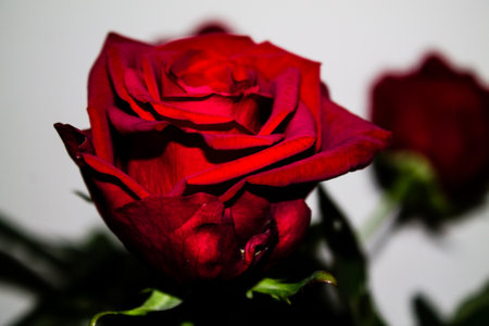 Red rose on a white background. Shallow depth of field.の写真素材