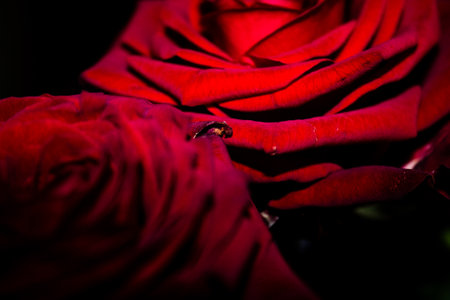 Red rose with a wedding ring on a black background close-upの写真素材