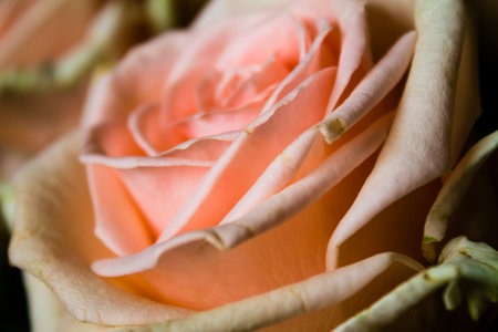 Close up of beautiful pink rose. Macro shot. soft focus.の写真素材