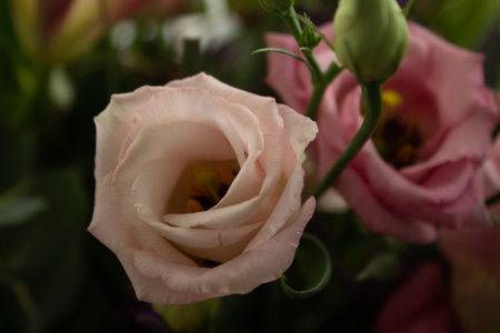 Bouquet of pink and white eustoma flowers closeupの写真素材