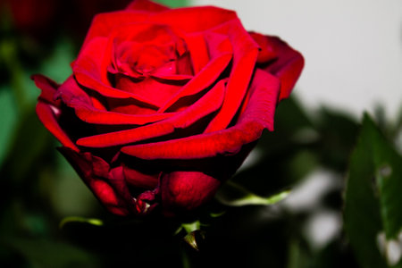 Beautiful red rose on a dark background. Shallow depth-of-field.の写真素材