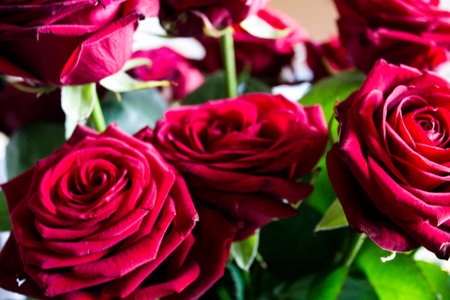 Bouquet of dark red roses close-up on a light backgroundの写真素材