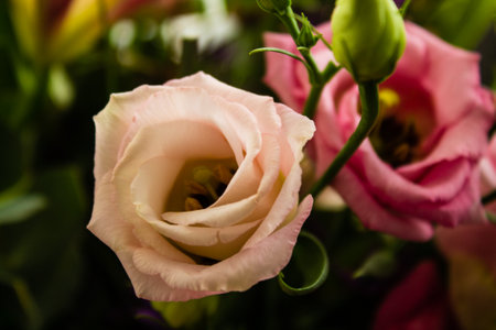 Bouquet of pink and white eustoma flowers close upの写真素材