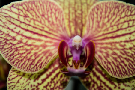 Close up of a beautiful orchid flower. Macro photography of orchids.の写真素材