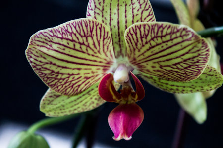 beautiful orchid flower close up on black background, phalaenopsisの写真素材