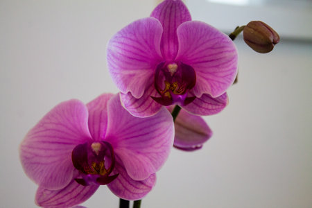 Purple orchids on a white background, close upの写真素材