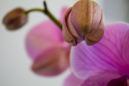 pink orchid on a white background, close-up, macroの写真素材