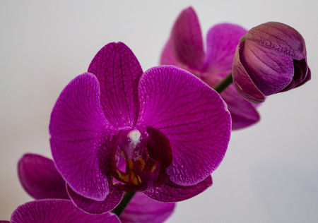 Purple orchids on a white background, close upの写真素材