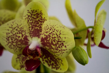 Beautiful orchids on a white background. Selective focus.の写真素材