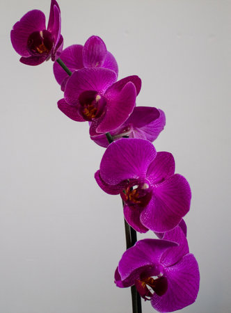Purple orchids on a white background. studio photography.の写真素材