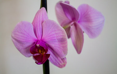 pink orchids on a white background, close upの写真素材