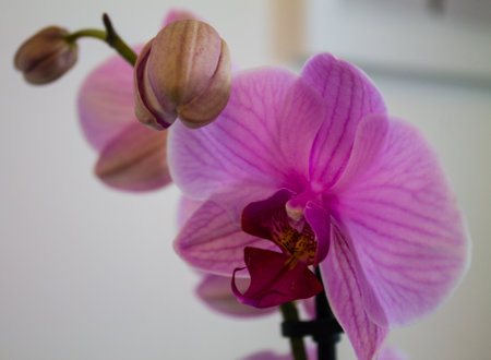 Pink orchid on a white background. Close up, selective focus.の写真素材