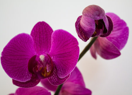 Purple orchid isolated on white background. Close up.の写真素材