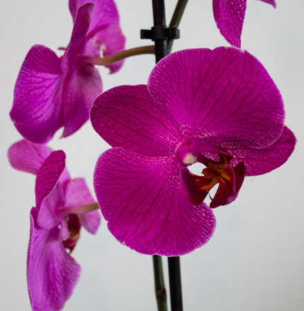 Purple orchids isolated on a white background. Close-up.の写真素材