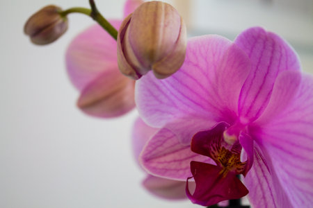 Pink orchid on a white background. Close-up. Selective focus.の写真素材
