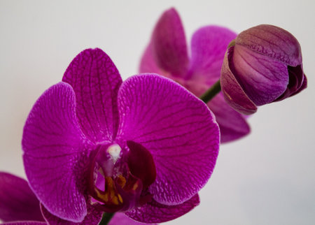 Purple orchid on a white background. Close up.の写真素材