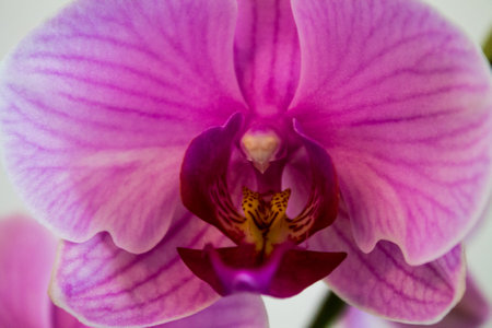 Close up of a pink orchid flower on a white background.の写真素材