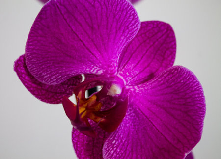 Purple orchid on a white background. Close up.の写真素材