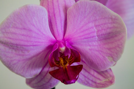 pink orchid on a white background, closeup of photoの写真素材