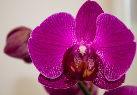 Purple orchid on a white background. Close up.の写真素材