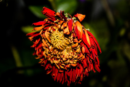 Dahlia flower in garden (HDR image)の写真素材