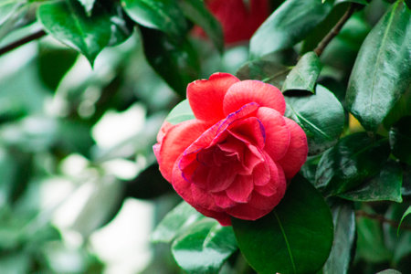 Camellia flower in garden, Thailand. (Camellia japonica)の写真素材
