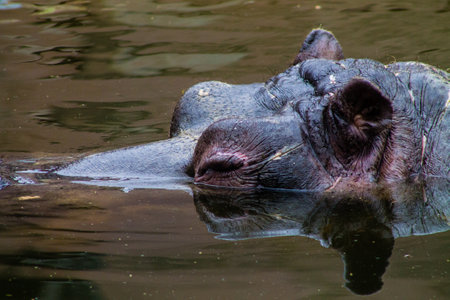 Hippopotamus in the water, close-up of headの写真素材