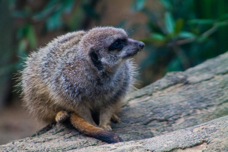 Meerkat or suricate (Suricata suricatta)の写真素材