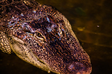 Close up of alligator head, Thailand. Selective focus.の写真素材