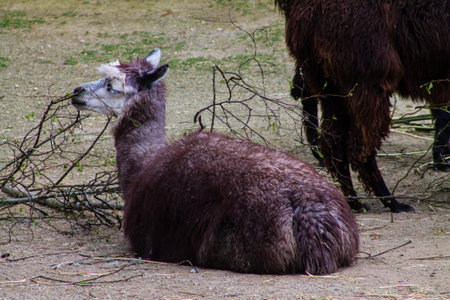 Llama (Vicugna pacos) in the zooの写真素材