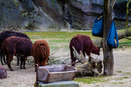 Group of alpaca in the zoo. Animal theme park.の写真素材