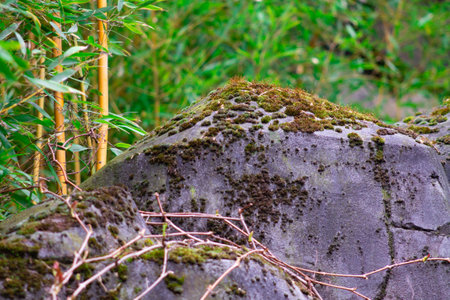 Moss on the rock in the forest, closeup of photoの写真素材